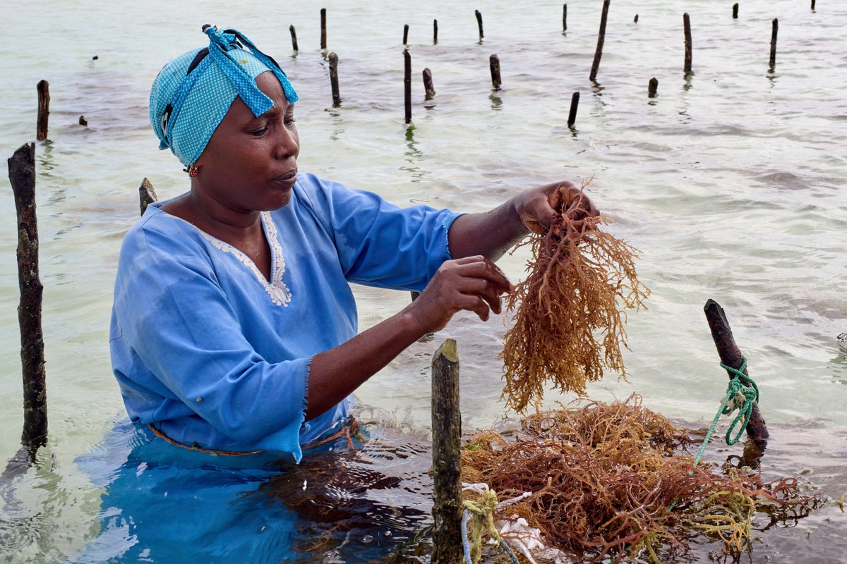 Zanzibar is seeing a seaweed boom. Can the women collecting it cash in?