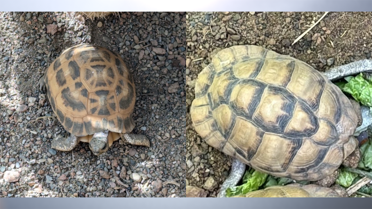 2 tortoises stolen from Indianapolis Zoo found - Indianapolis News | Indiana Weather | Indiana Traffic