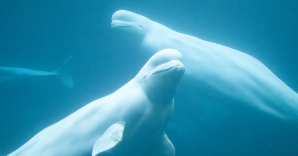 30 beluga whales could be euthanized at Canada's defunct Marineland park