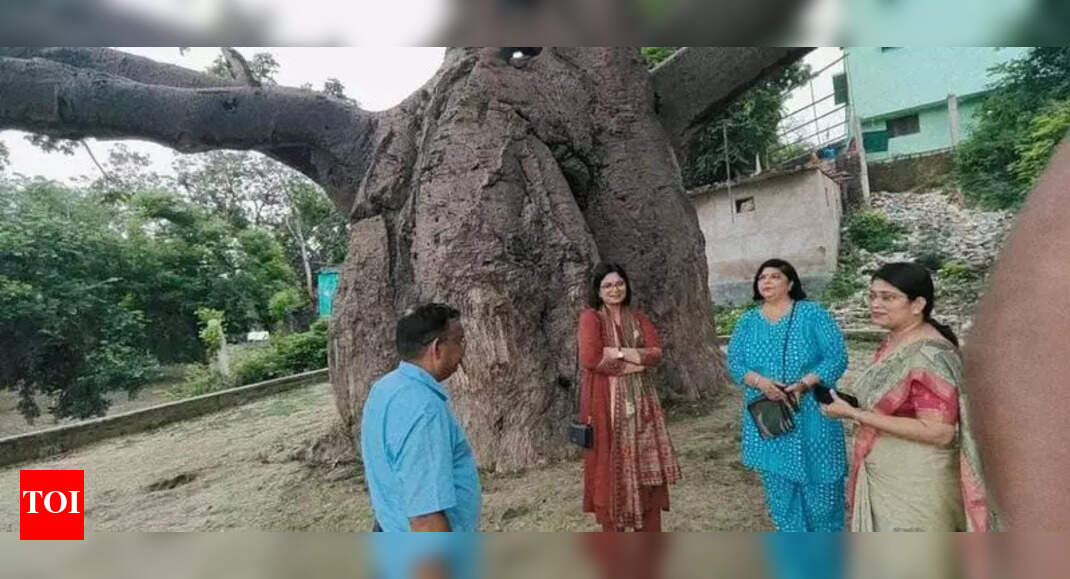 Admin, experts initiate steps to save 700-year-old ‘kalpavriksha’ | Prayagraj News