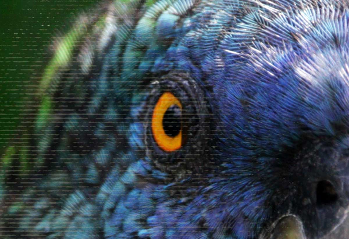 An Urgent Call to Discover, Preserve and Protect Saint Lucia’s Wild Side