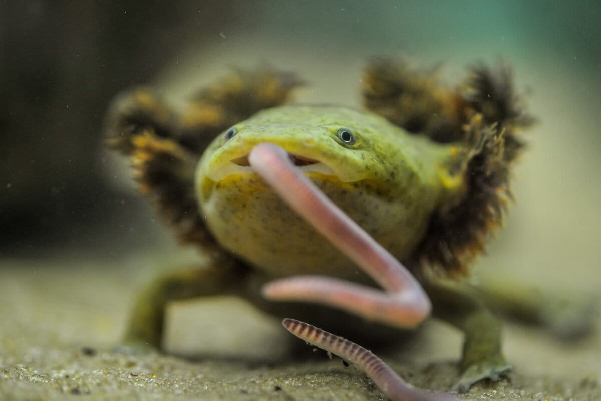 An alliance to save Mexico's achoque salamanders