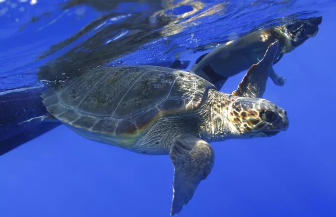 Another good year for Caretta-Caretta, with 6,100 nests at Kyparissia, says NGO Archelon