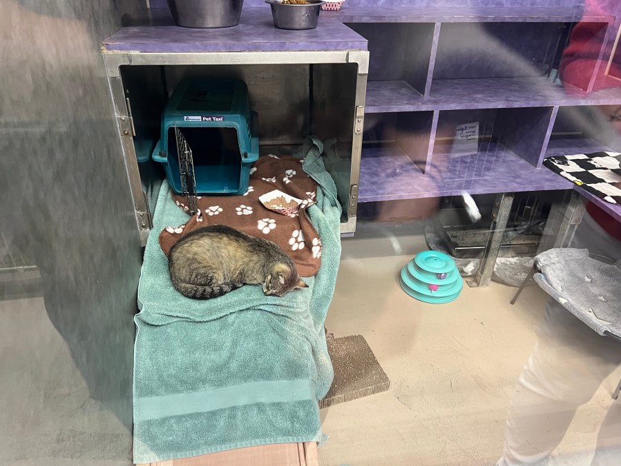 Austin Pets Alive! offers $31 off cat adoptions till Nov. 2