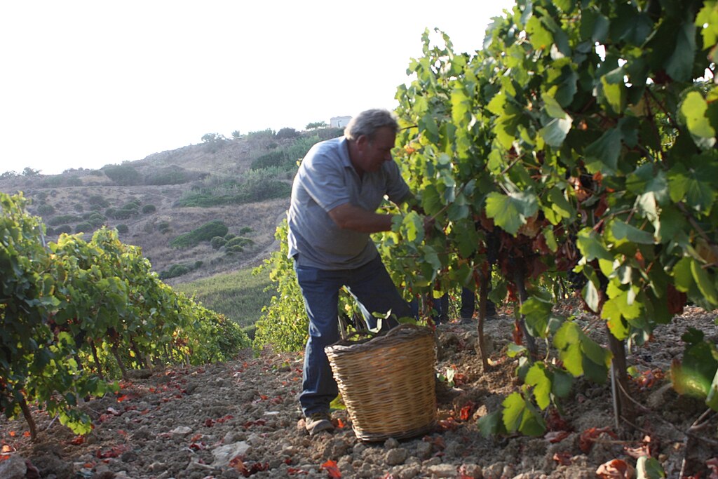 Harvesting grapes by hand in the autumn on Sicily Fabio Ingrosso, CC BY 2.0 , via Wikimedia Commons