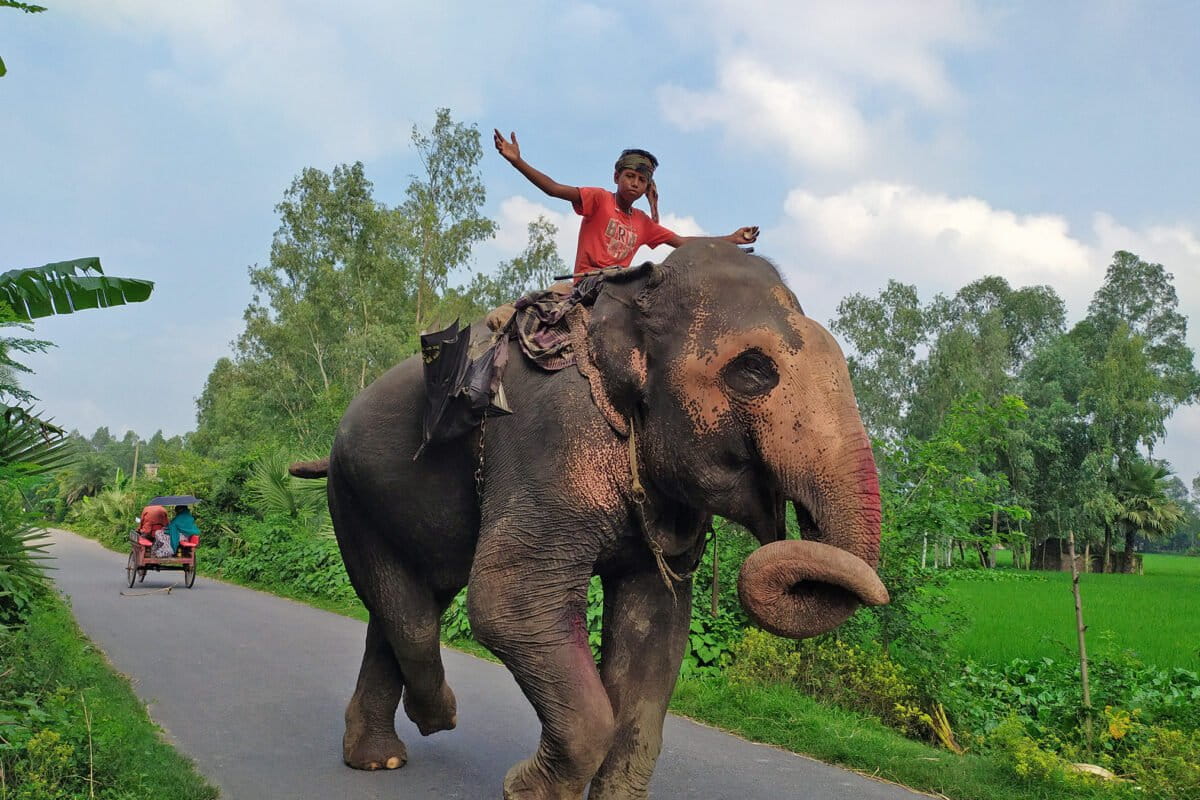 Bangladesh to reintroduce captive elephants to the wild