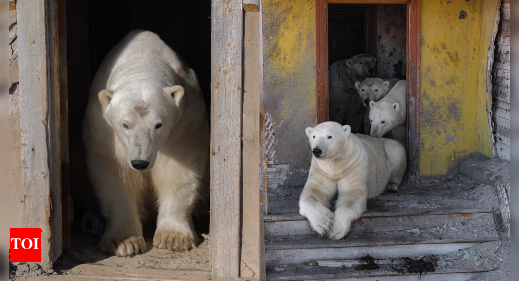 Bears in the house: Polar giants seen chilling in abandoned Russian Arctic station; see rare images