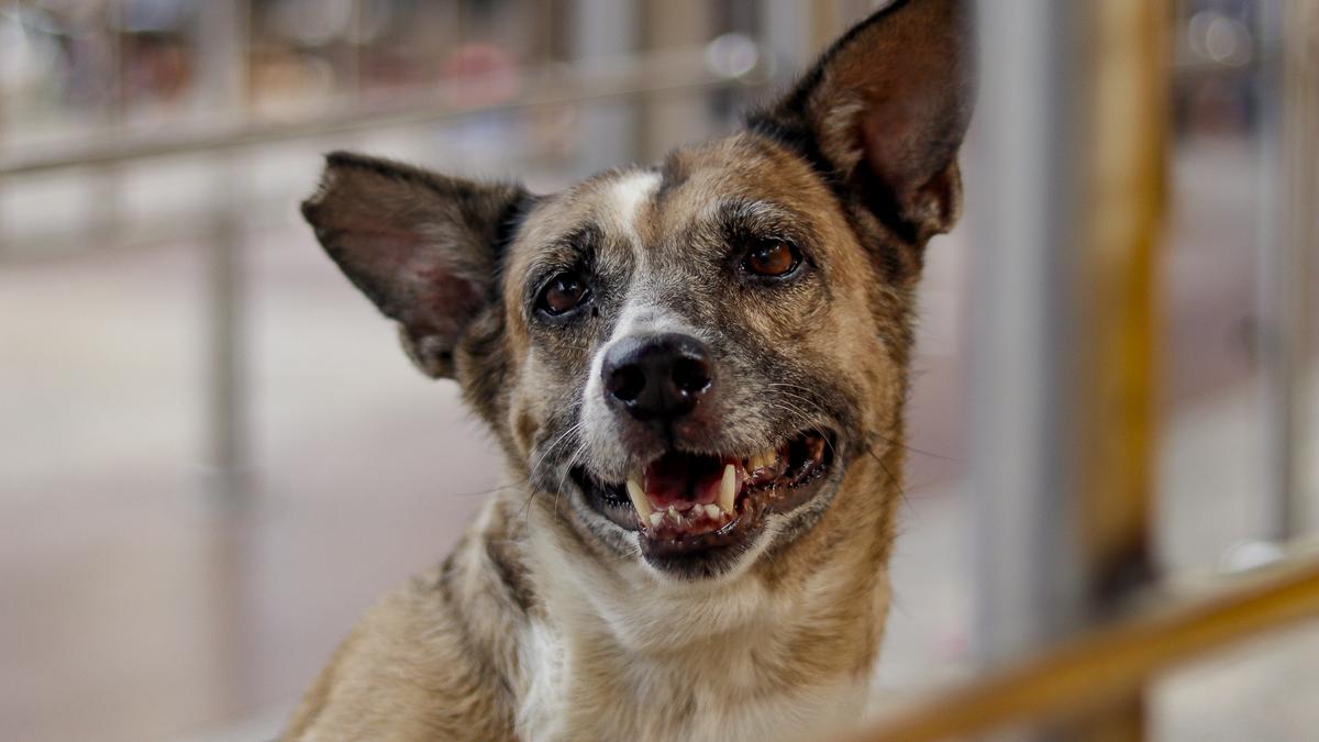 Bhubaneswar has stray dogs significantly higher than national average