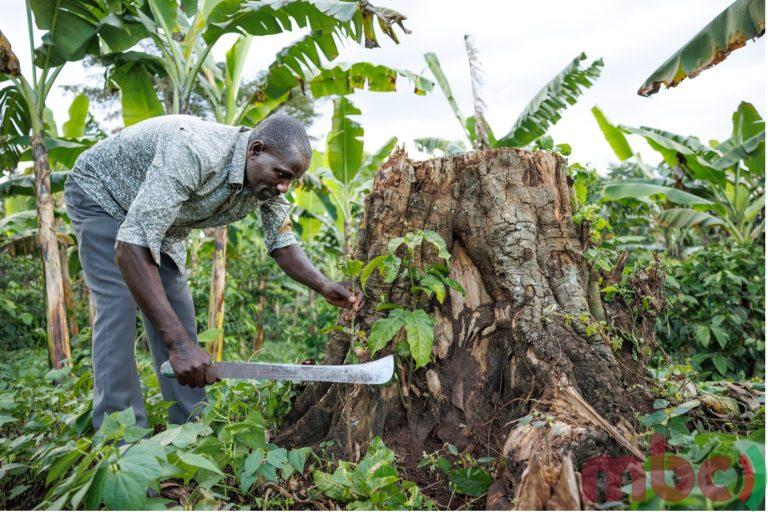Carbon as a new cash crop: How Malawi is turning trees into climate assets
