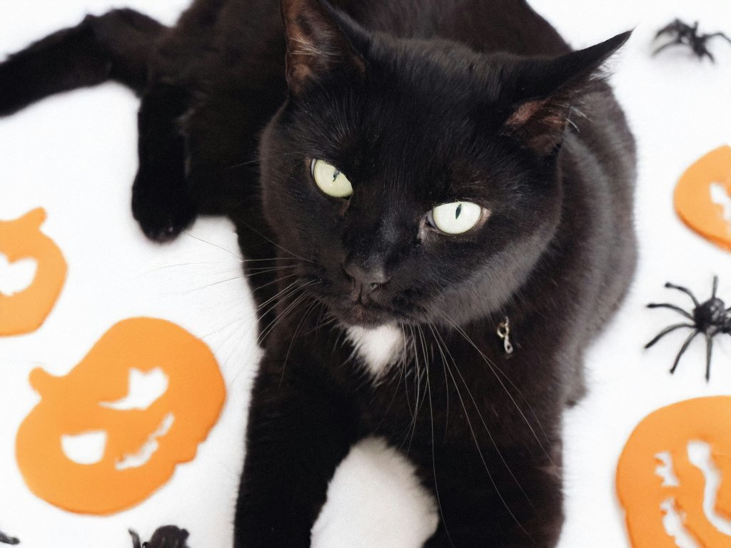 Catalan town halts black cat adoptions amid fears of Halloween 'rituals'