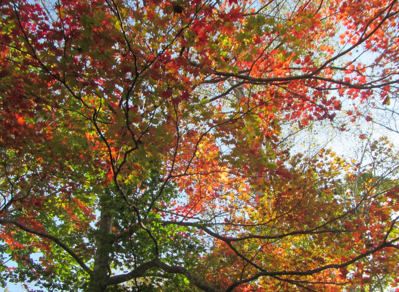 Changing Colors of Autumn, Japan - Photo of the Day