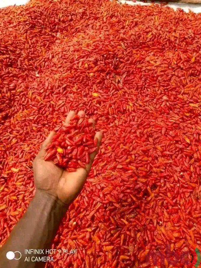 Chilli farming offers economic lifeline for smallholder farmers