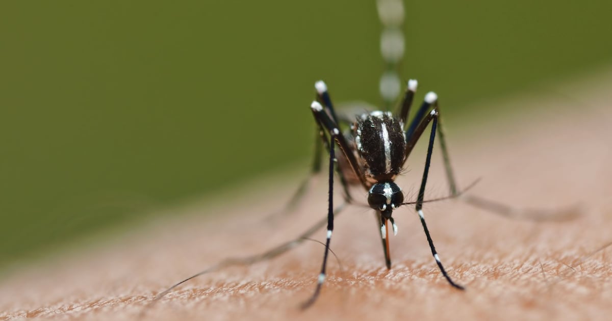 Climate change gives disease-carrying insects wider range, warns Lancet report