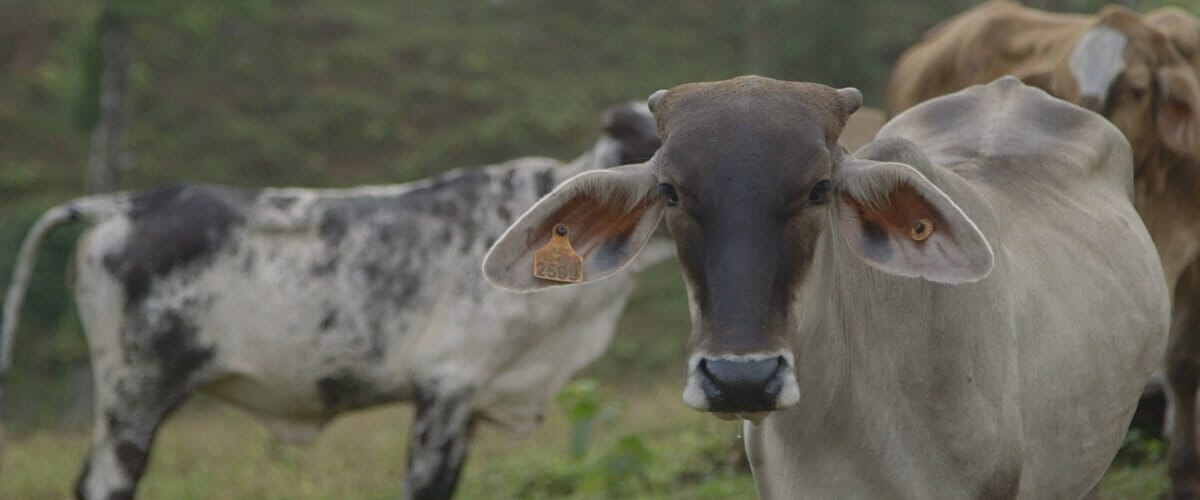 Deforestation and disease spread as Nicaragua ignores illegal cattle ranching