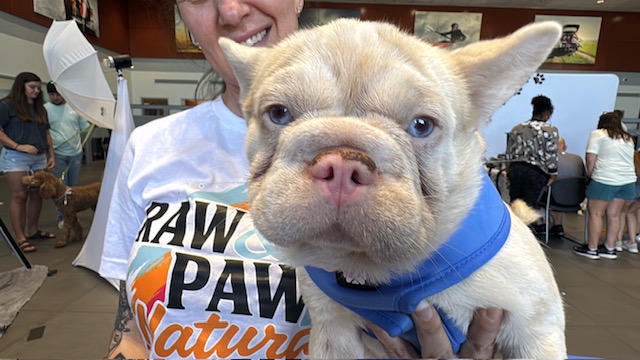 Dogapalooza 2025: a day for the dogs