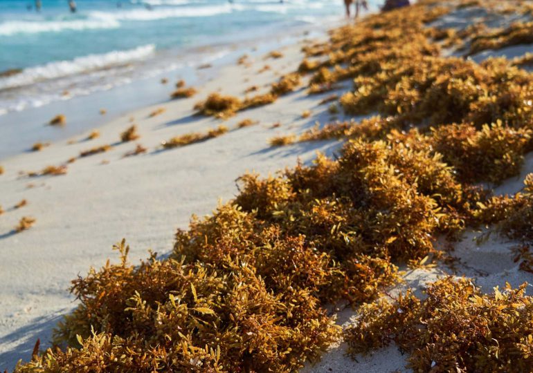 Dominican Republic struggles to contain rising tide of sargassum