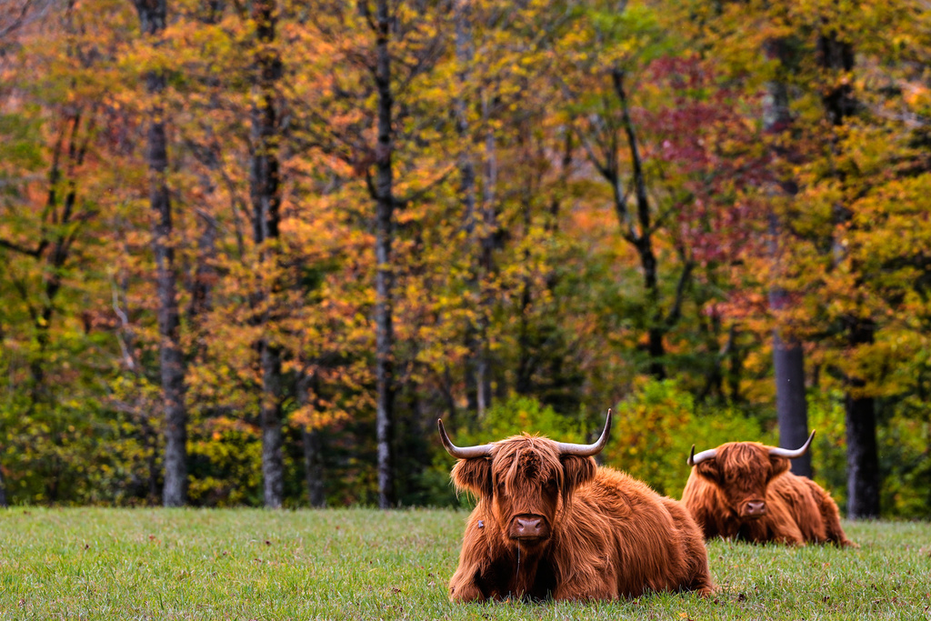Drought has muted this year's leaf-peeping season in places like the Rockies, but pockets of brilliant colors remain