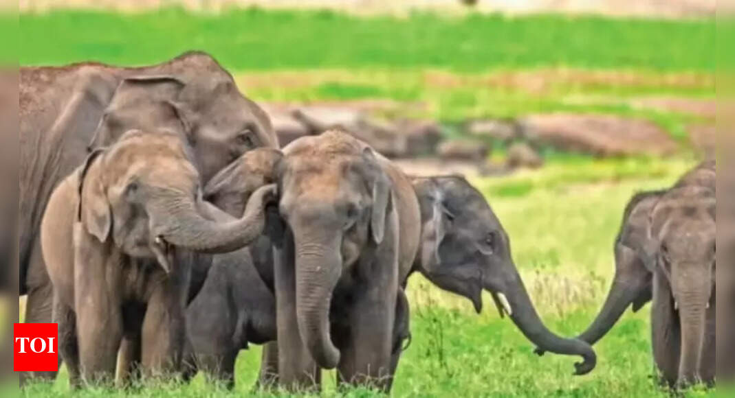 Elephant numbers down 25% in 8 yrs: 1st DNA census | Dehradun News