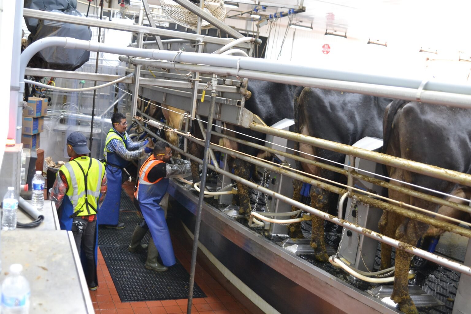 Environmental group challenging permit for 25,000-cow North Dakota dairy