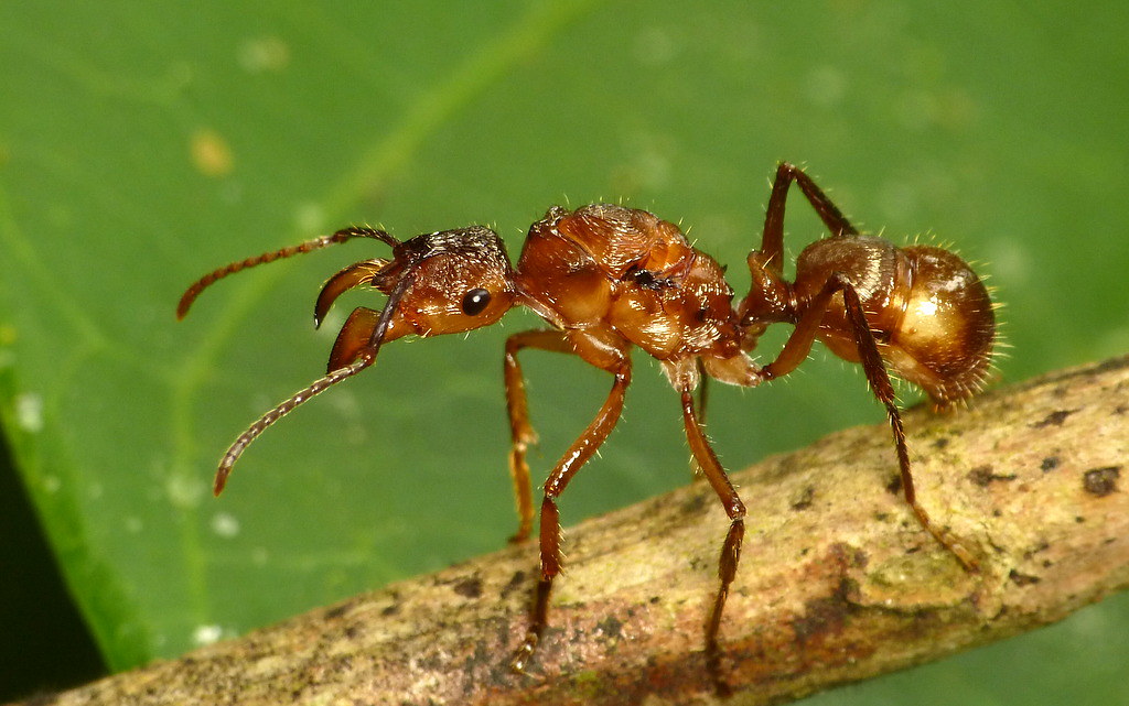 First documented case of plant smelling like an ant to attract pollinators