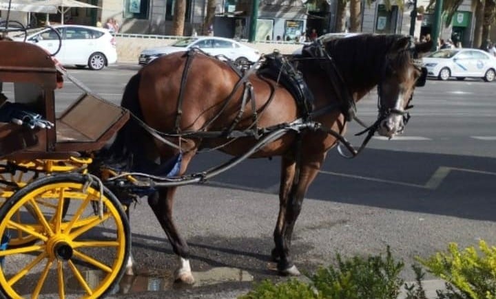 Frenchwoman takes out loan to save Malaga horse from slaughter