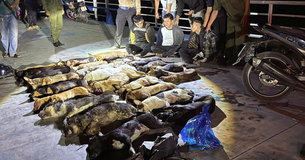 Gang caught stealing 24 dogs overnight in southern Vietnam