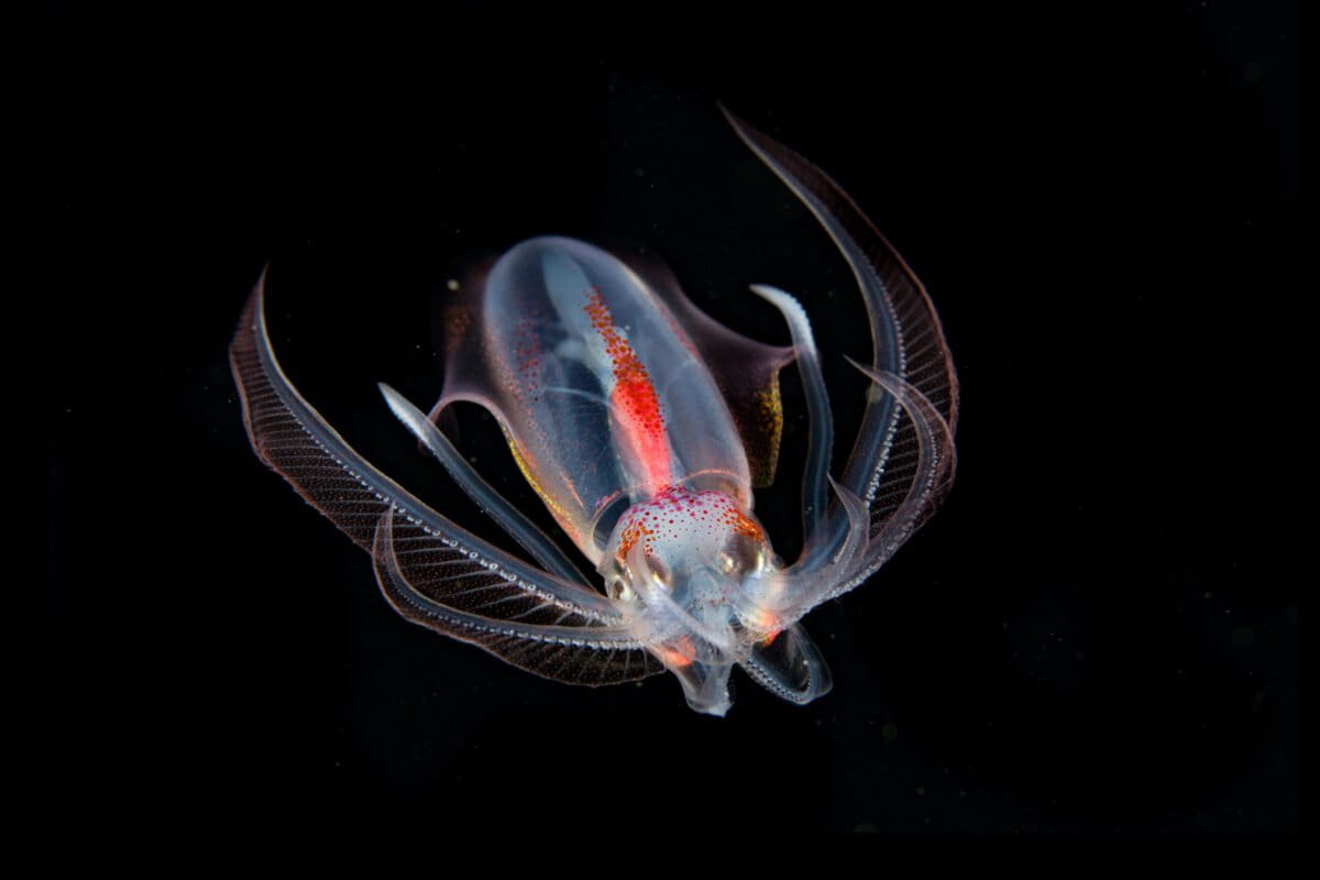 A diamond squid, which is found in both epipelagic and mesopelagic zones.