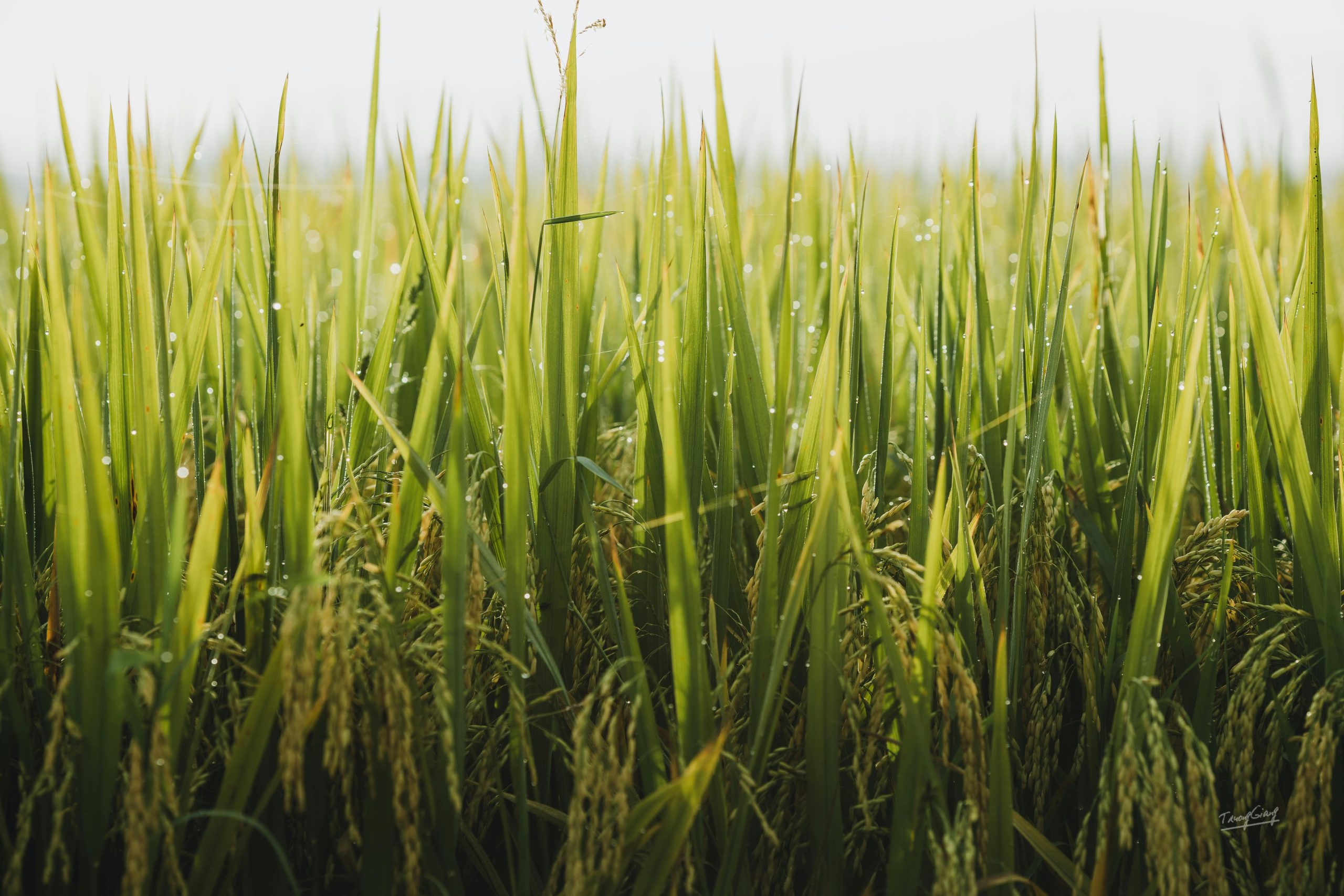 Government launches support plan for farmers affected by Storm Melissa