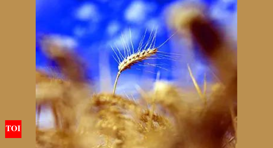 Government seeks views on including PDS food grains in CPI series | India News