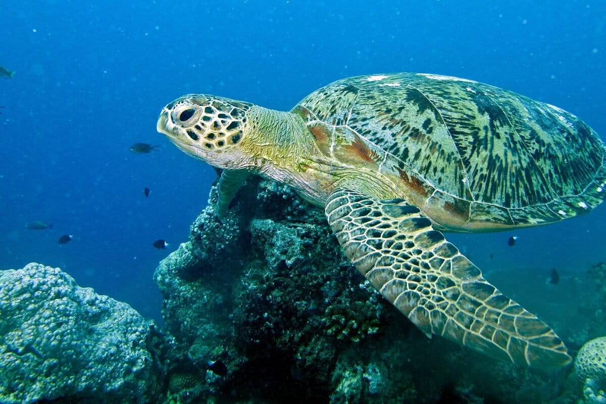 Green turtle rebounds, moving from ‘endangered’ to ‘least concern’
