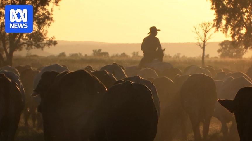 Hamish McIntyre elected new president of National Farmers' Federation