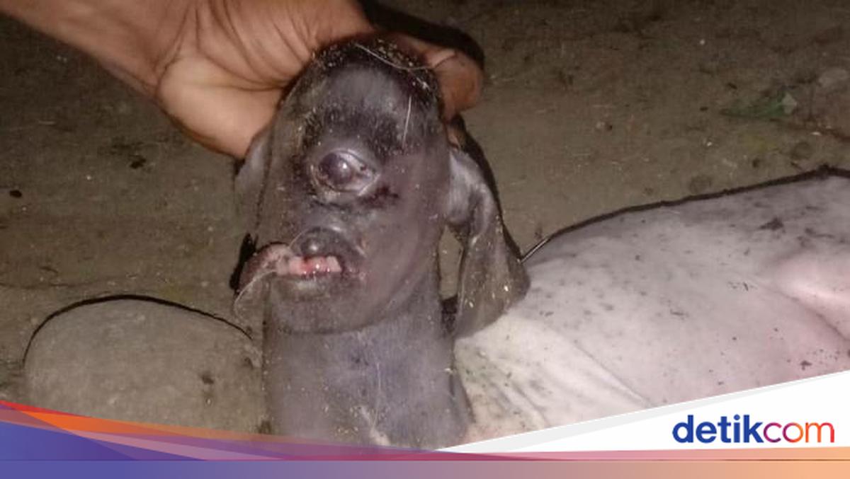 Heboh Anak Kambing Bermata Satu Bikin Warga di Polman Takut