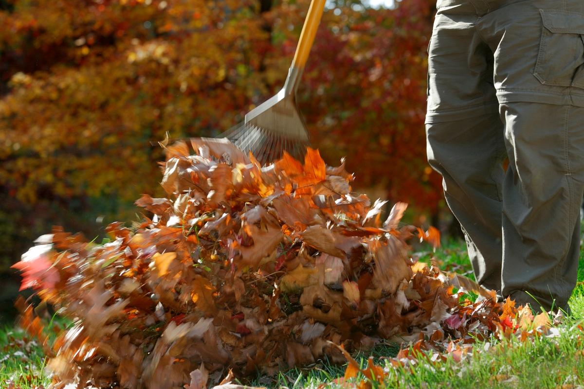 How To Recycle Autumn Leaves In Casper For Local Gardens