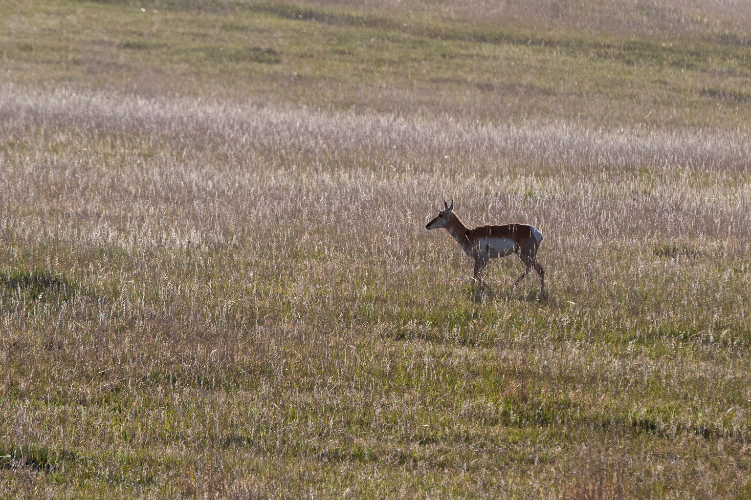 DUTCHMEN FLOWER SALE LARKSPUR