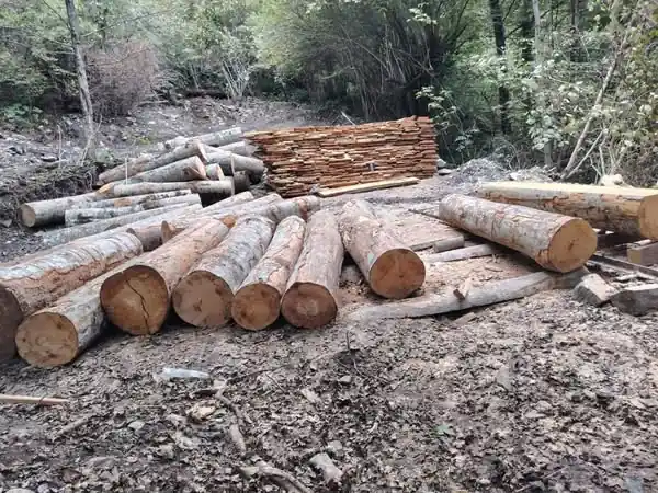 Illegal forest use detected in Akhmeti Municipality