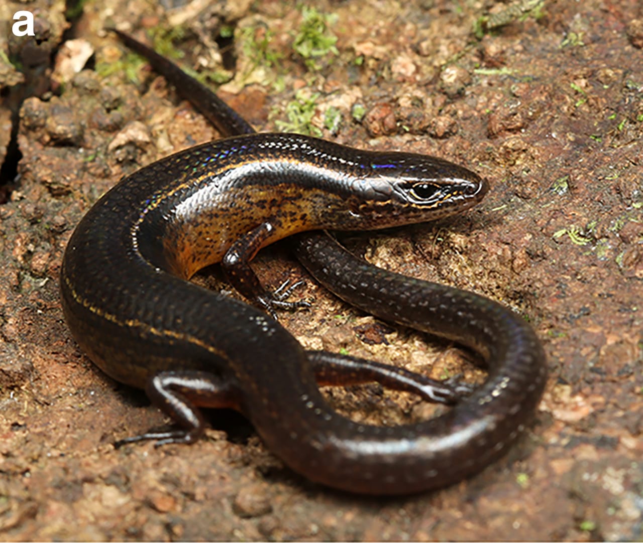 In just eight years, 34 lizard species discovered in the Northeast