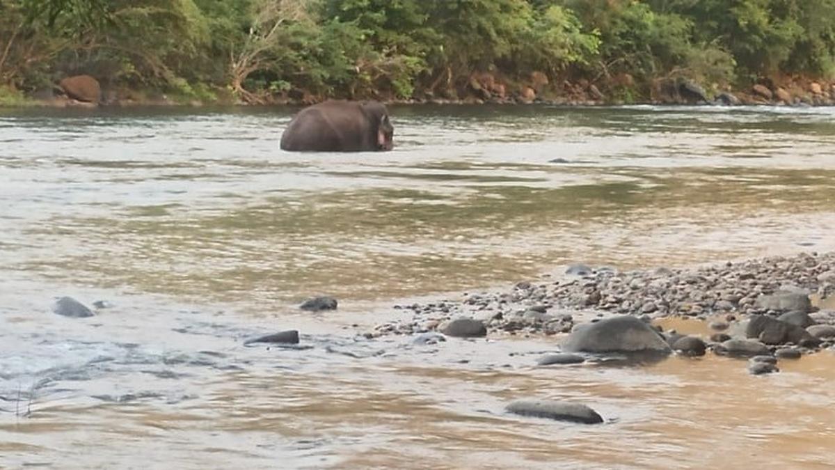 Injured makhna takes refuge in Bhavani river along Tamil Nadu-Kerala border