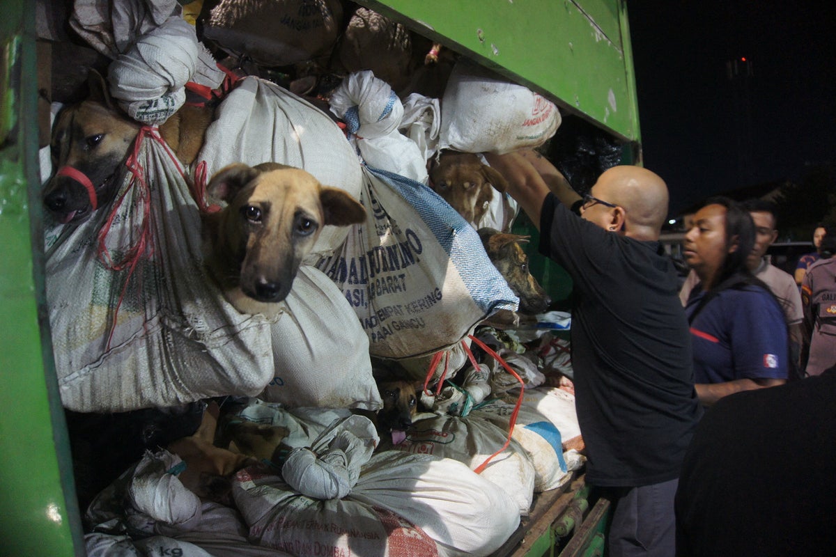 Jakarta to soon outlaw sale and consumption of dog and cat meat amid call for nationwide ban