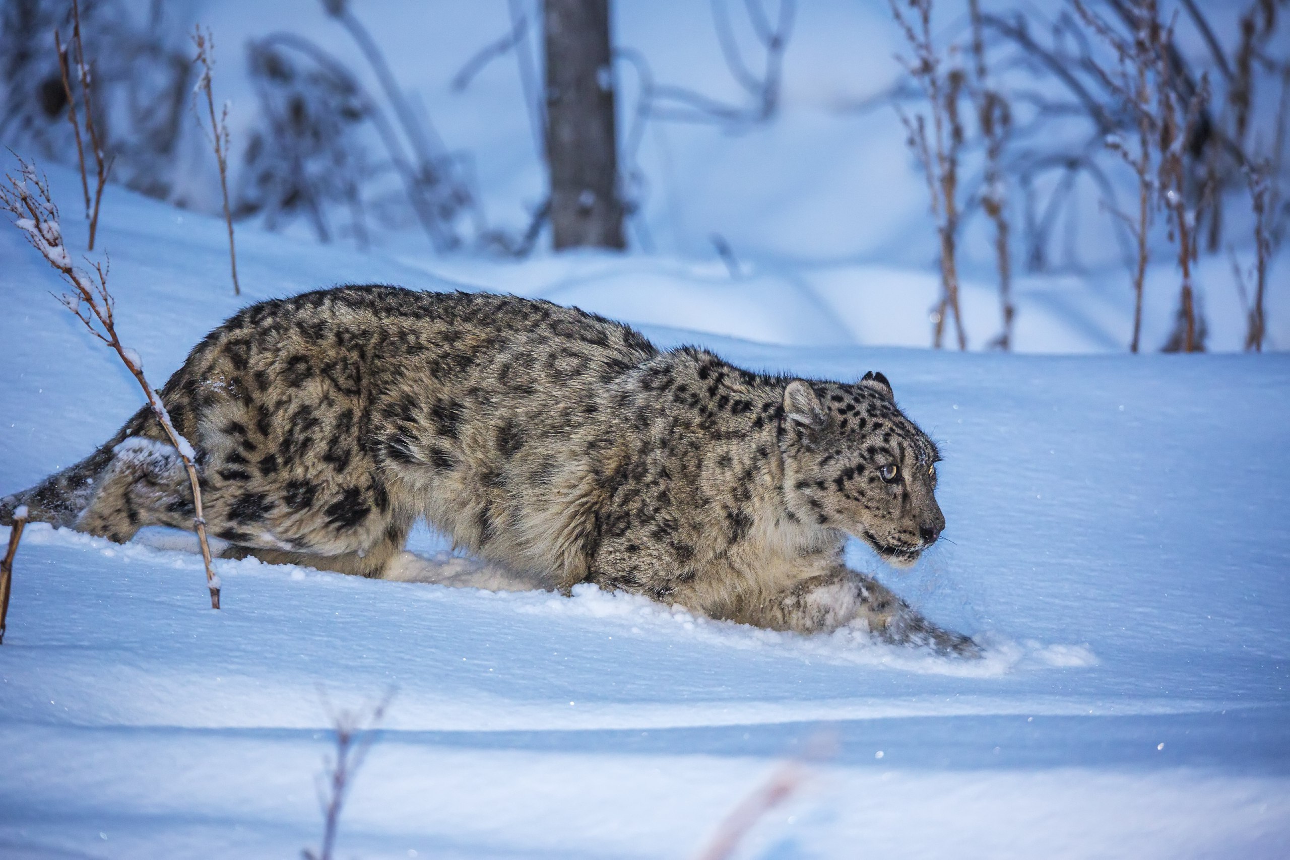 Kazakhstan Marks International Snow Leopard Day as Population Shows Remarkable Recovery