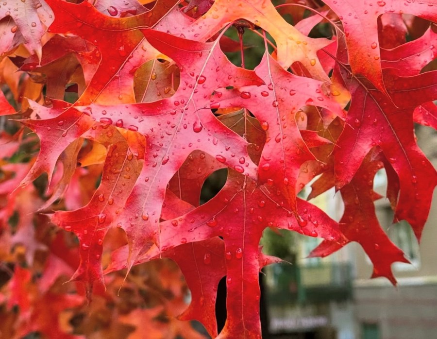 Keeping it wet with a chance of thunderstorms around the PNW Sunday
