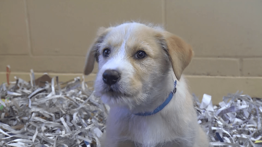 Las Vegas animal sale ban heads for city hall, advocates take fight to television