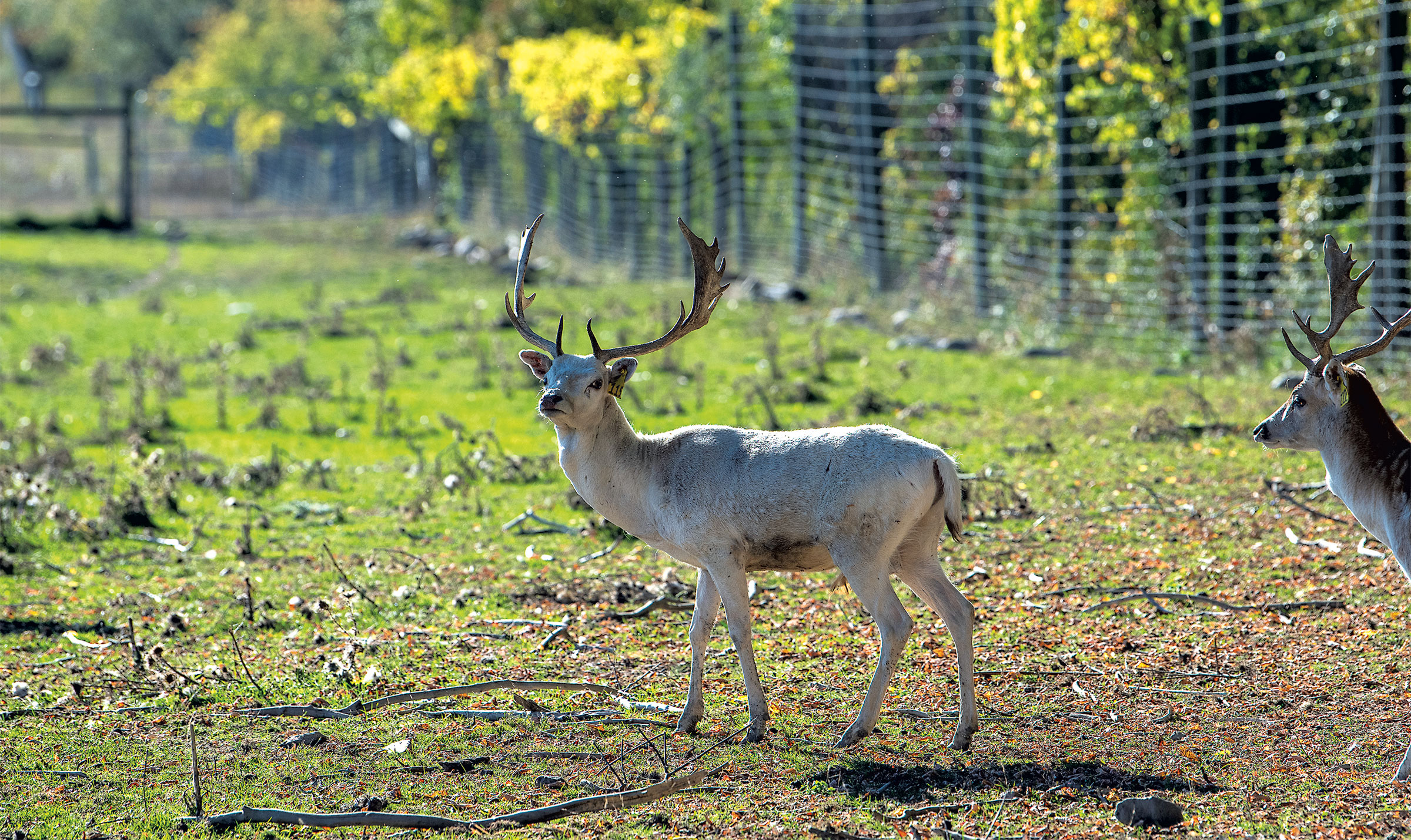 LedgEnd Farm Raises Venison in Middlebury