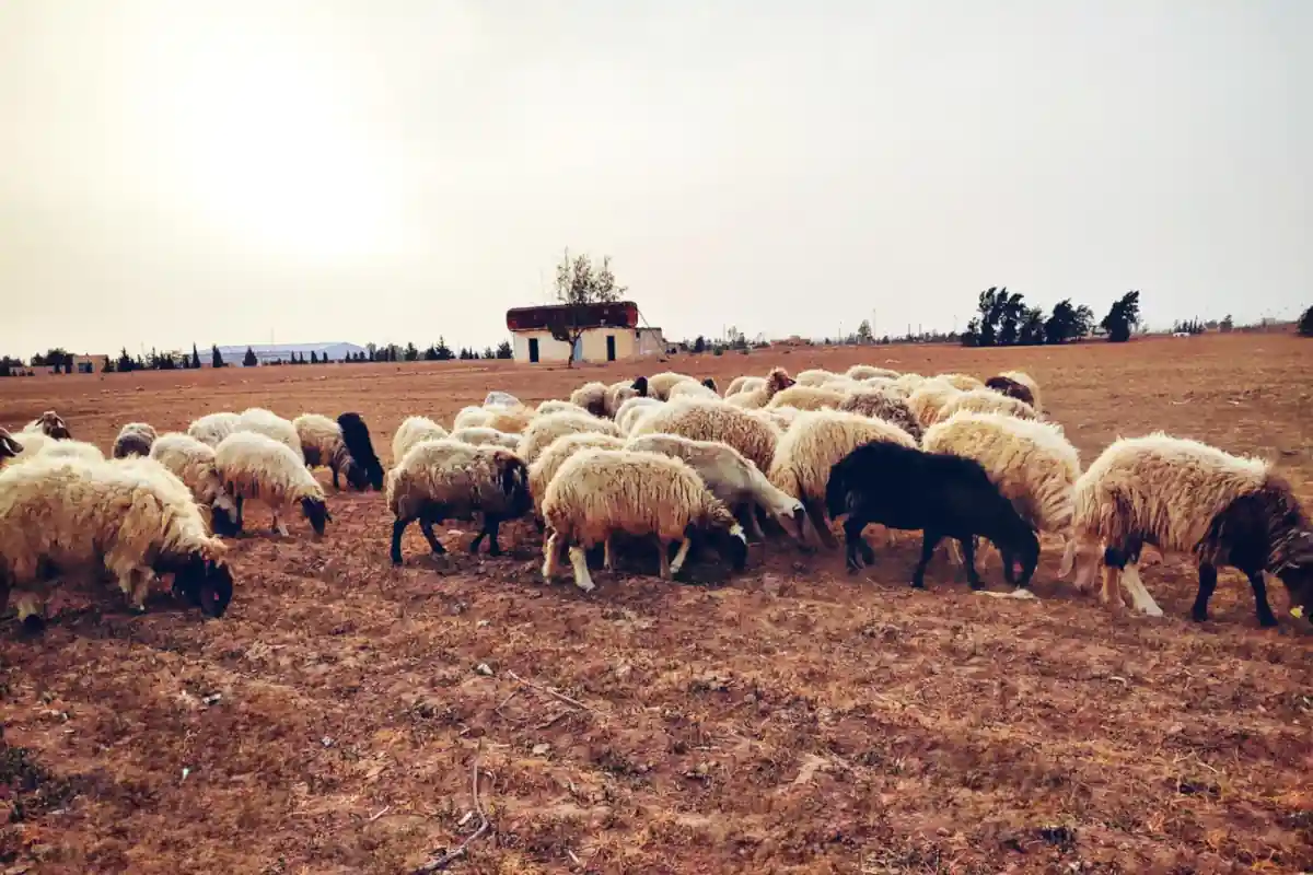 NCRTTD has recorded the first cases of Q Fever in Zintan and warned of its transmission to humans, possibly the first time in Libya, 7 October 2025. (Al Masar TV photo)