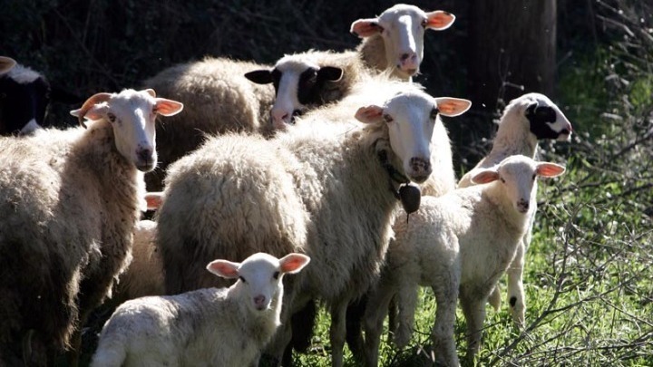 Man arrested for illegally smuggling sheep smallpox vaccines to Greece