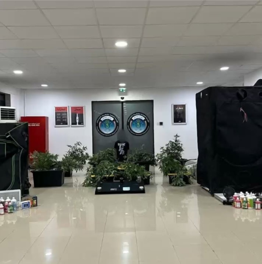 Marijuana farm busted inside a house in Sabah Al-Salem