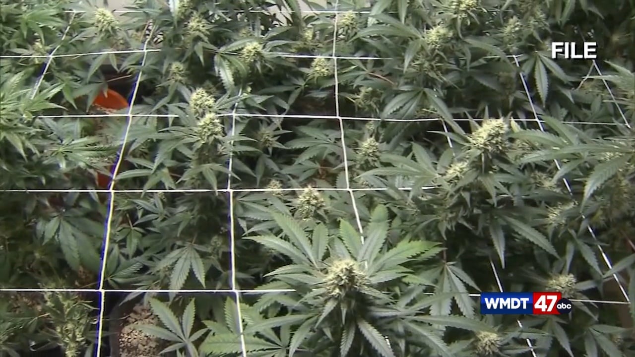 Maryland's first micro-grow cannabis farm