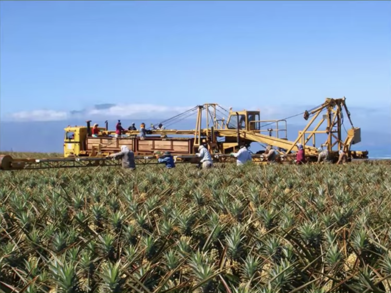 Maui Gold Pineapple wants to ramp up to full production, but deer and drought stand in the way : Maui Now