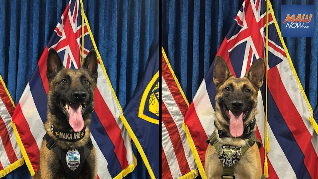 Maui Police Department introduces new apprehension K-9s : Maui Now