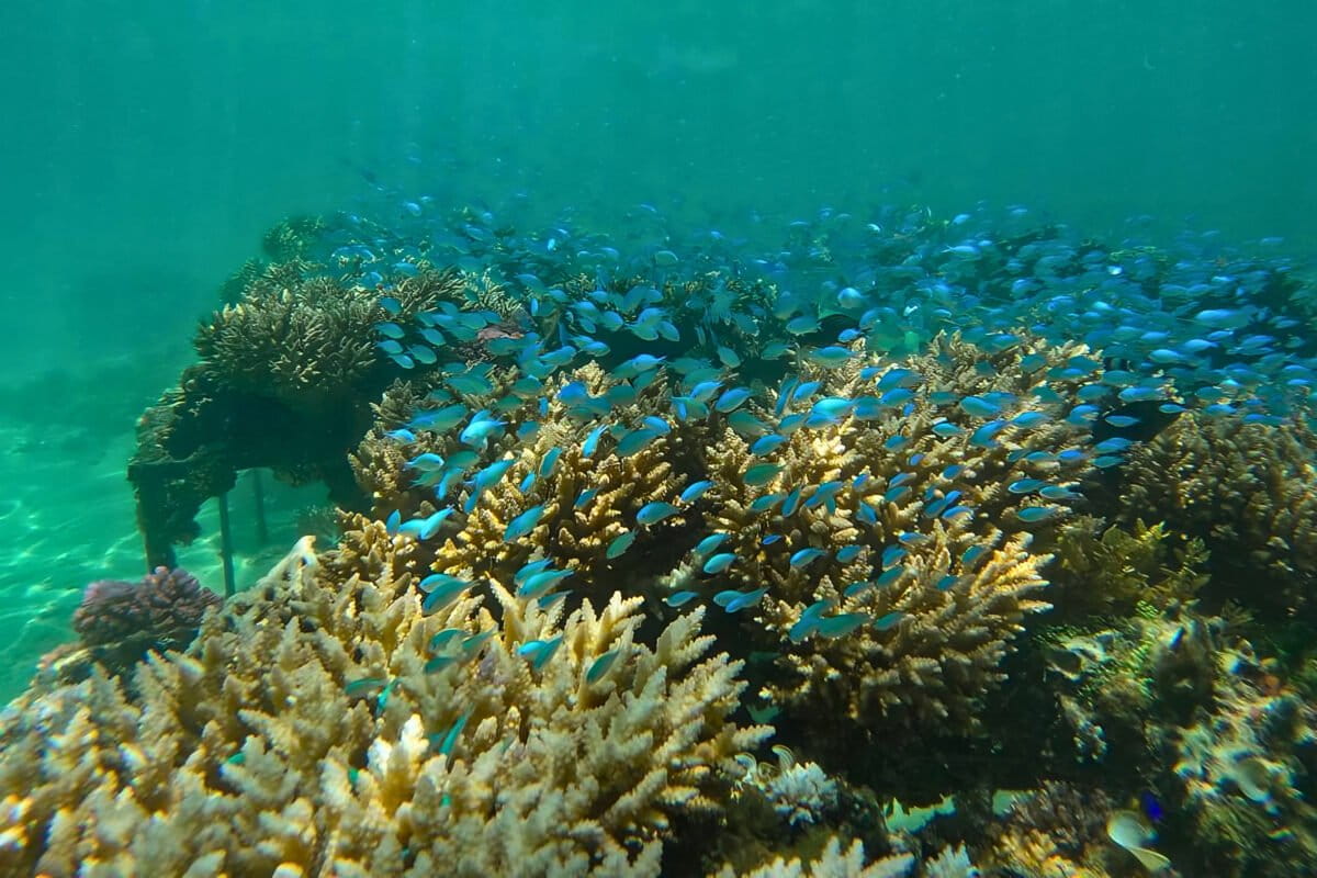 Mauritius rethinks coral restoration as reefs suffer from another mass bleaching