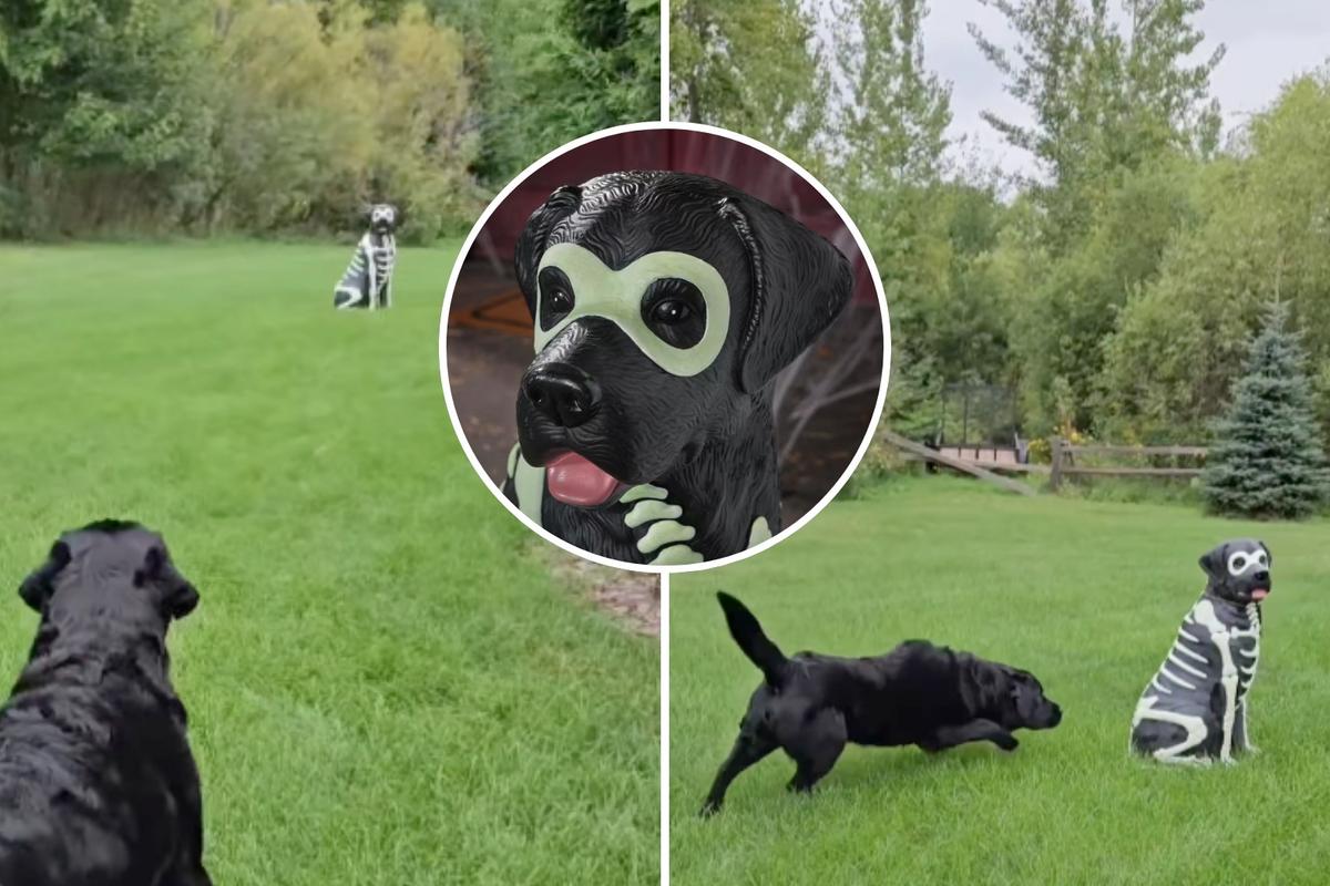 Minnesota Dog's Funny Encounter With Halloween Skeleton Decoration